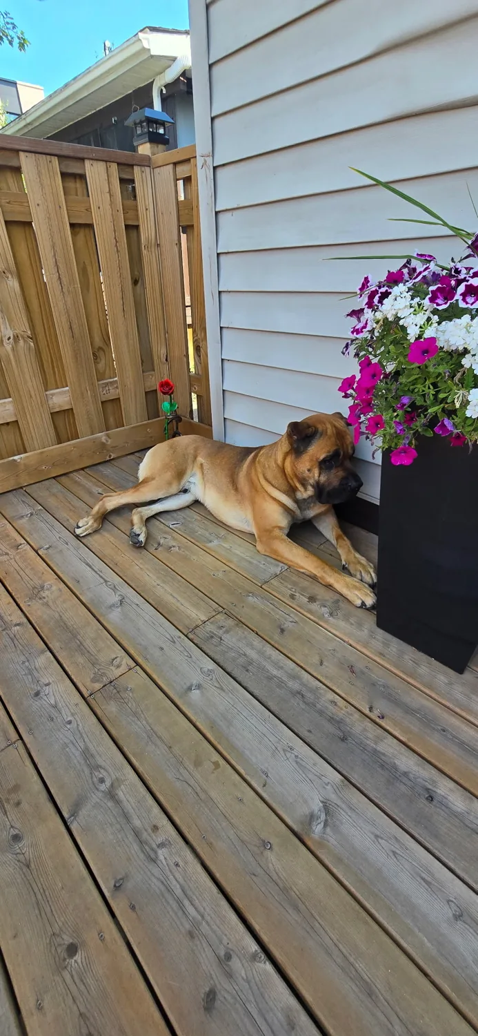 Finished backyard deck built by JD Flooring in North Bay