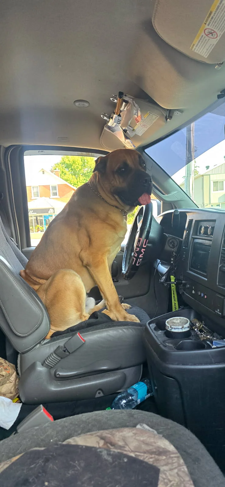 The Boss, JD Flooring's dog, sitting in the driver's seat of the work van